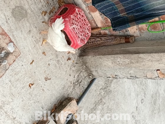 লেয়ার হাইব্রিড মুরগি